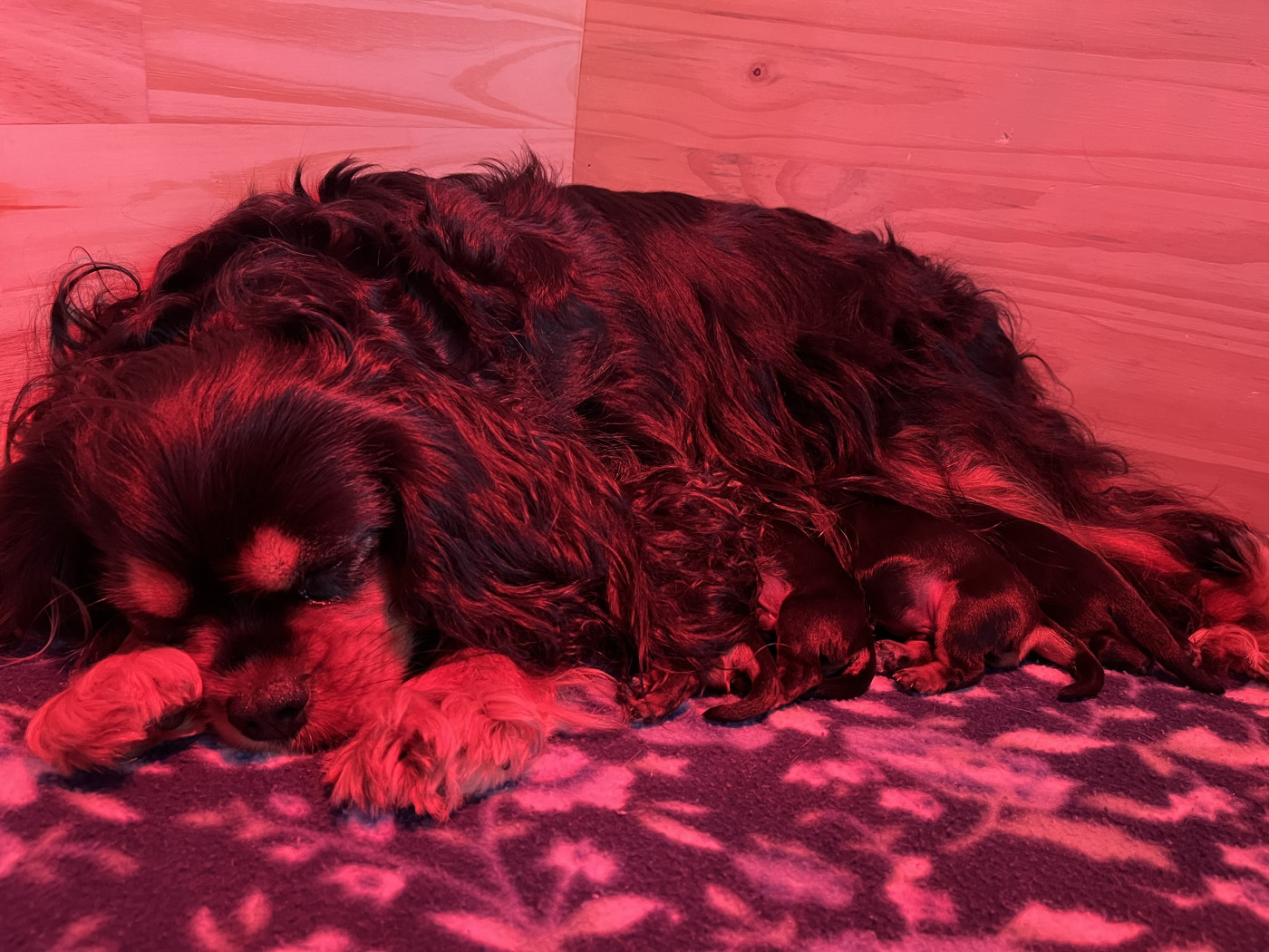 Les bébés sont arrivés.