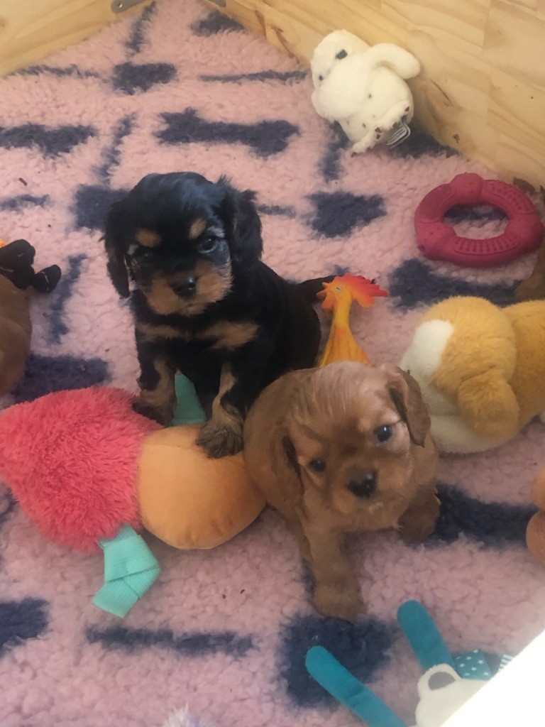 Queen’s Babies