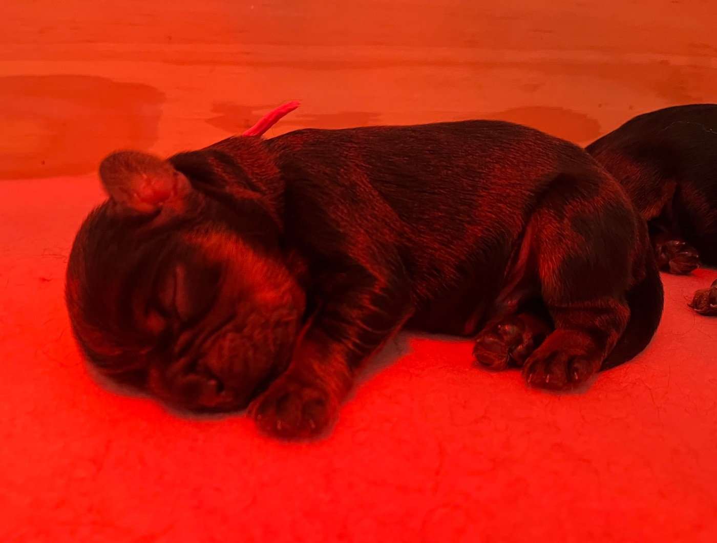 Of Rapsody Queen - Chiots disponibles - Cavalier King Charles Spaniel