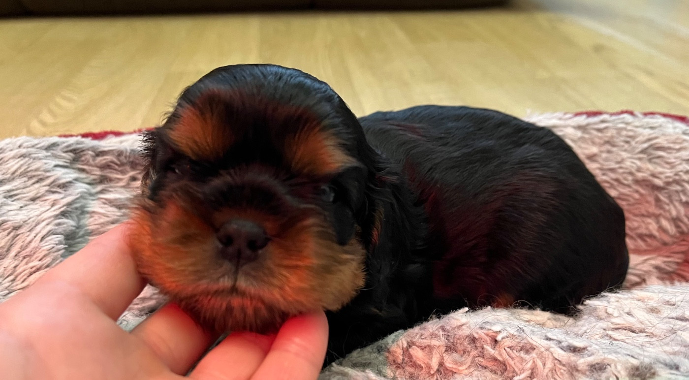Of Rapsody Queen - Chiots disponibles - Cavalier King Charles Spaniel