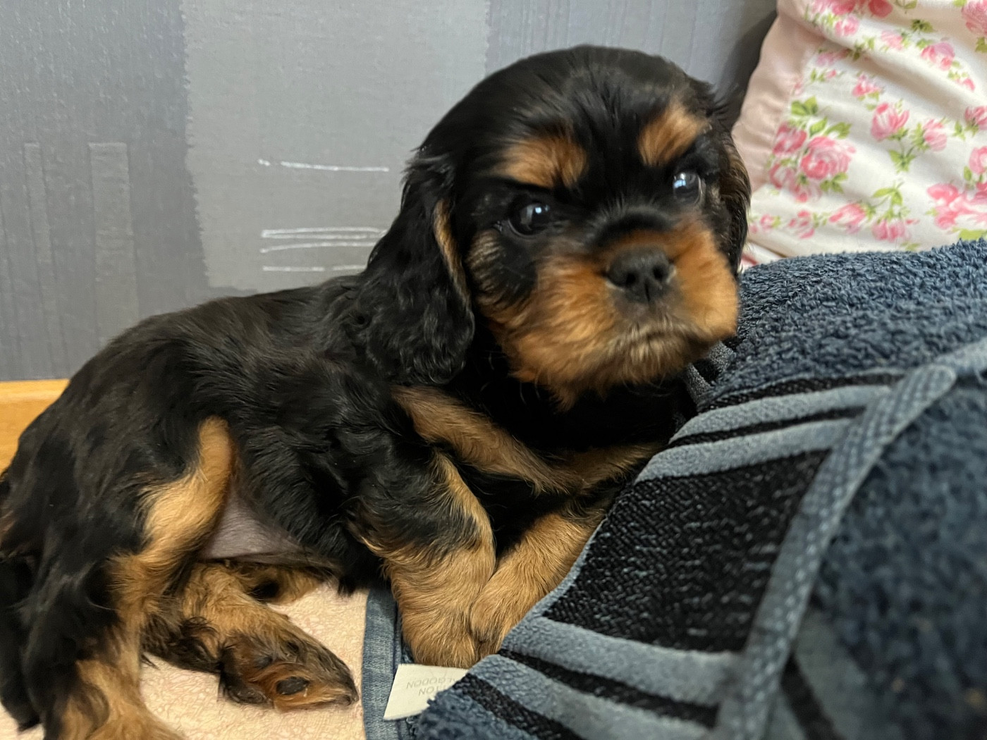 Of Rapsody Queen - Chiots disponibles - Cavalier King Charles Spaniel
