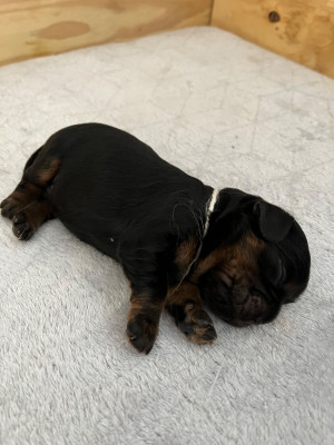 Chiot N°4